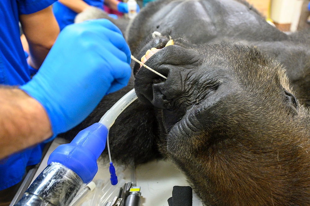 Gorilă testată pentru coronavirus după o bătaie cu fratele