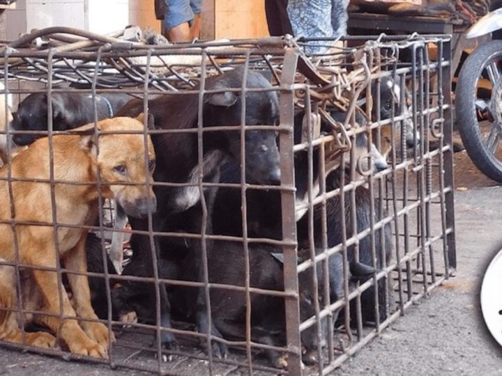 Consumul de carne de câine a fost interzis în Cambodgia