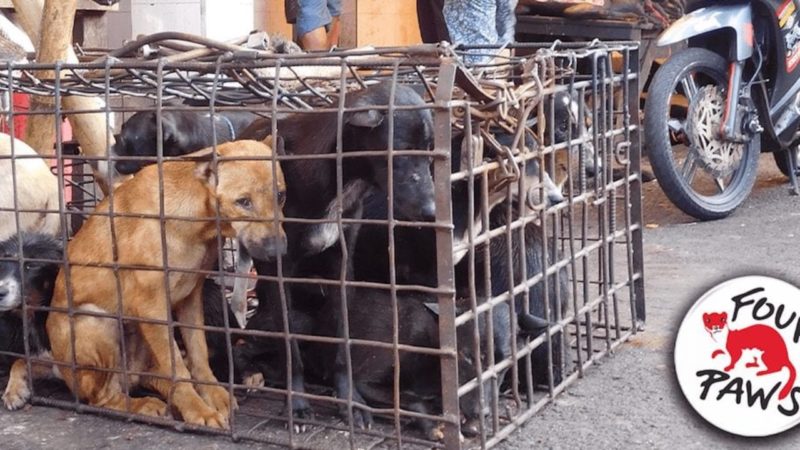 Consumul de carne de câine a fost interzis în Cambodgia