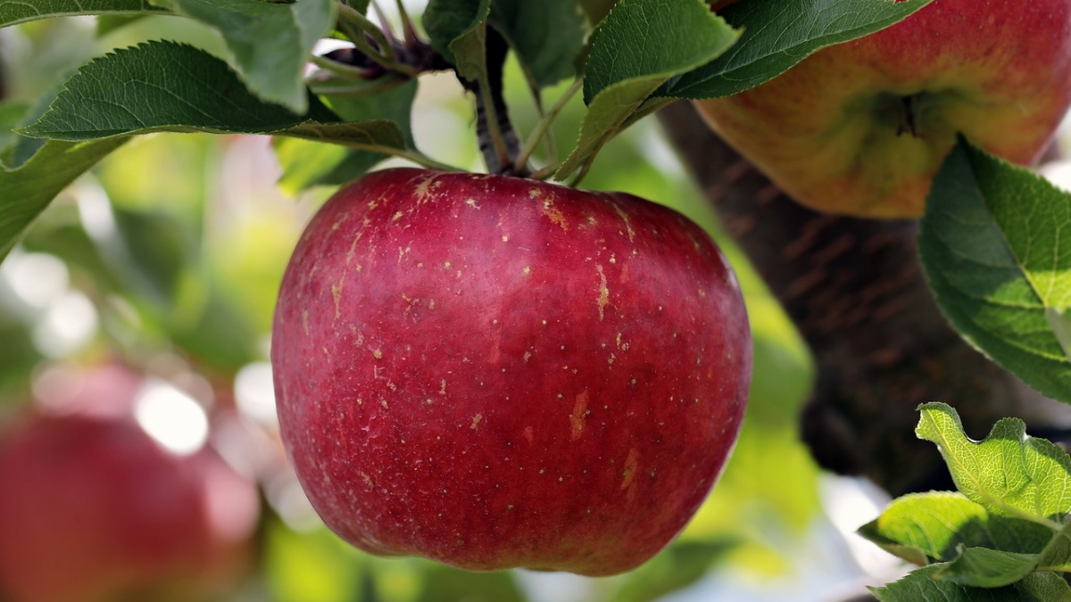 Ce beneficii au merele. Sunt sănătoase pentru rinichi și vezica biliară