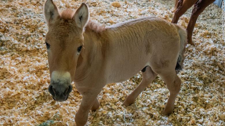 Cercetătorii au clonat un cal pentru a-i salva specia
