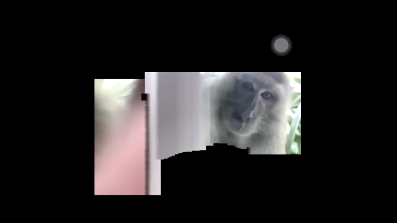 O maimuță s-a distrat maxim cu un smartphone. Cu ce a umplut galeria