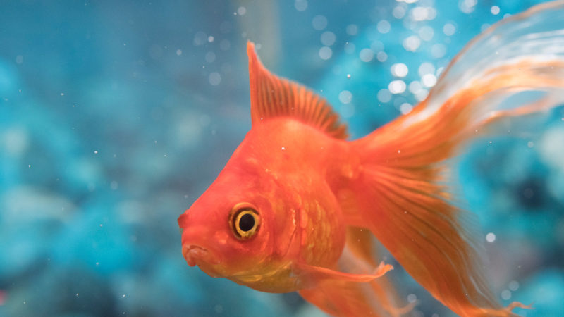 ”Peştişorul de aur“ din acvariu, un prieten perfect pentru cei mici