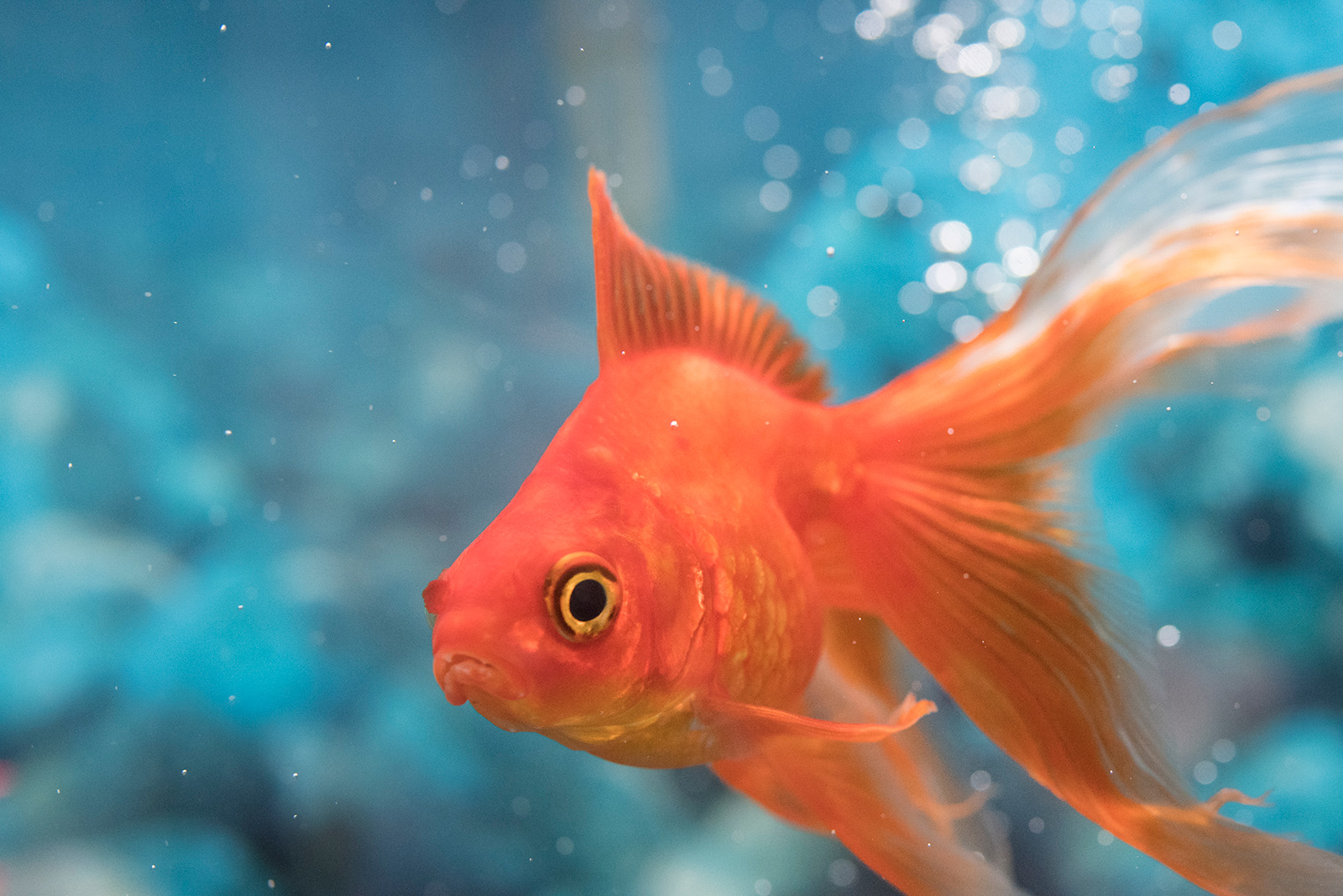 ”Peştişorul de aur“ din acvariu, un prieten perfect pentru cei mici