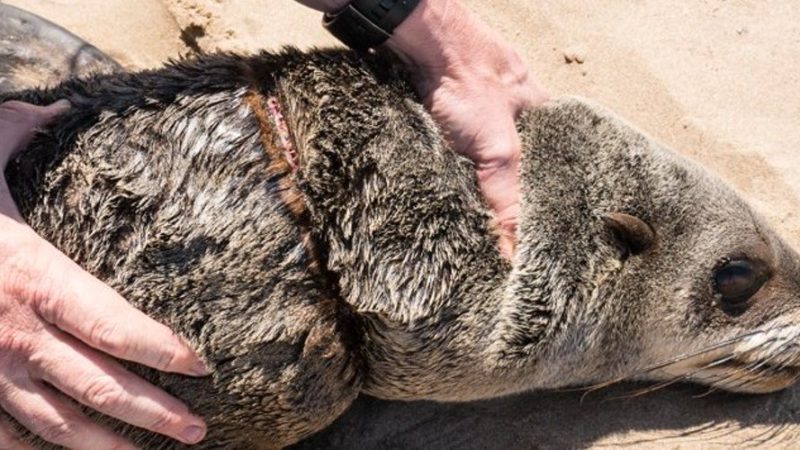 Dezastre ecologice unul după altul. Mii de foci moarte, după tragedia din Kamceatka