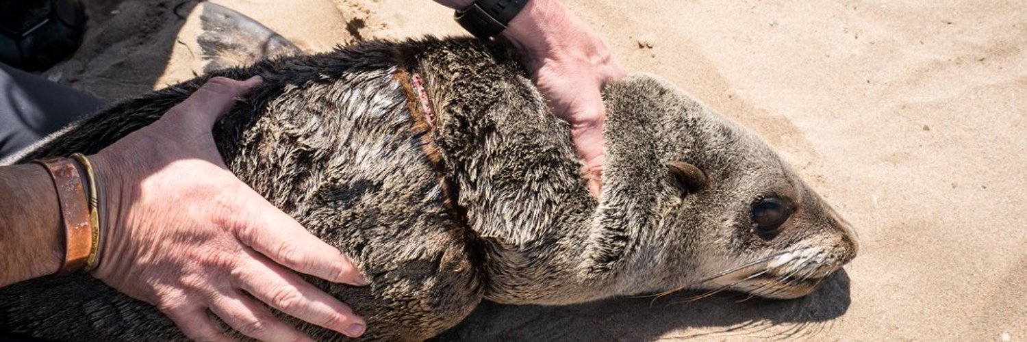 Dezastre ecologice unul după altul. Mii de foci moarte, după tragedia din Kamceatka