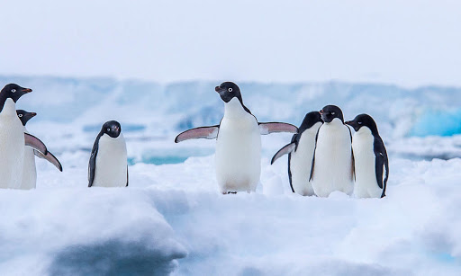 Petrecere în grădina zoologică. Ce vârstă record a împlinit cel mai bătrân pinguin din lume