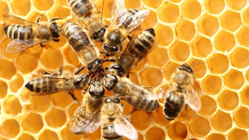 Un nou record mondial! Ce a făcut un om cu 60 kg de albine