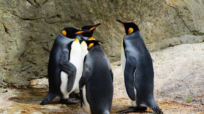 Apucăturile pinguinilor gay. Oamenii de știință sunt șocați