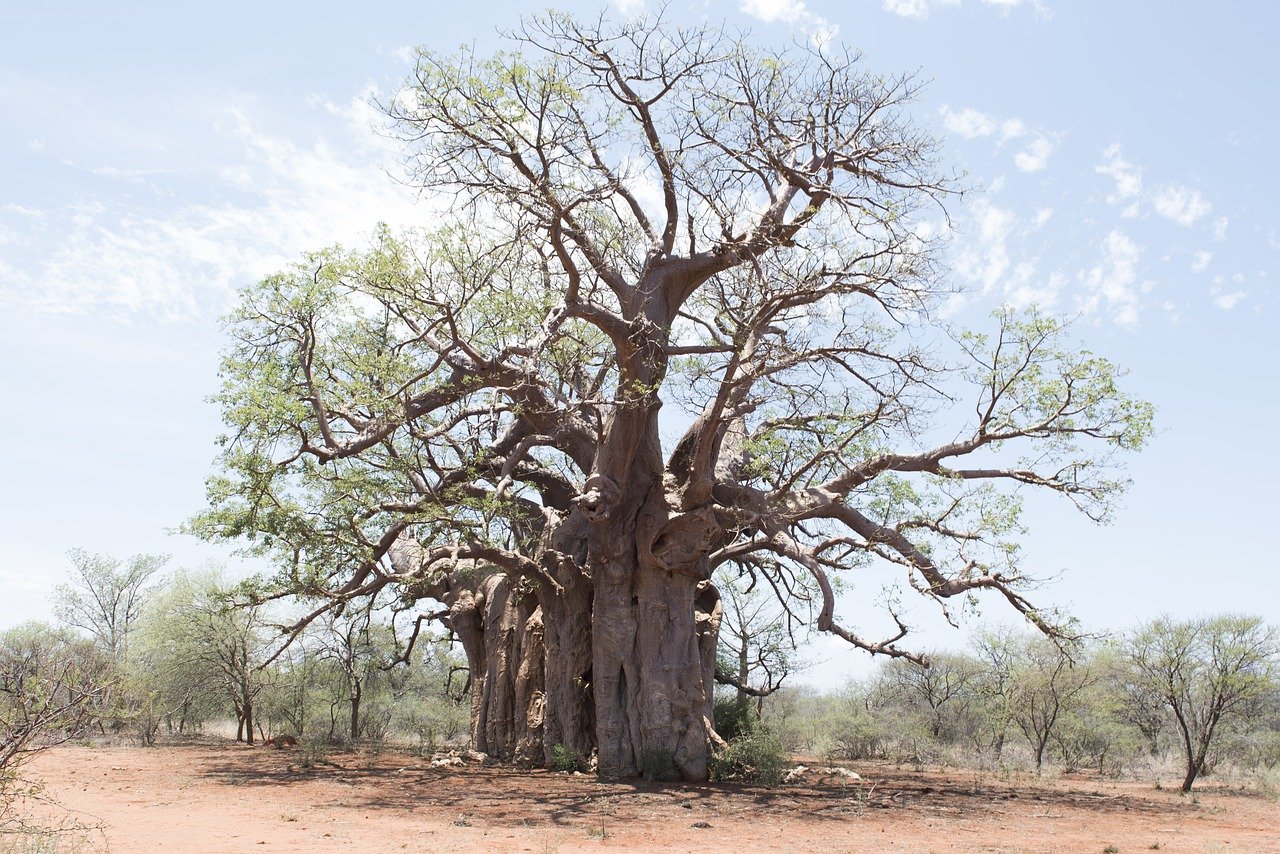  Iată cât de folositoare e pudra de baobab. O găsiți în magazinele naturiste