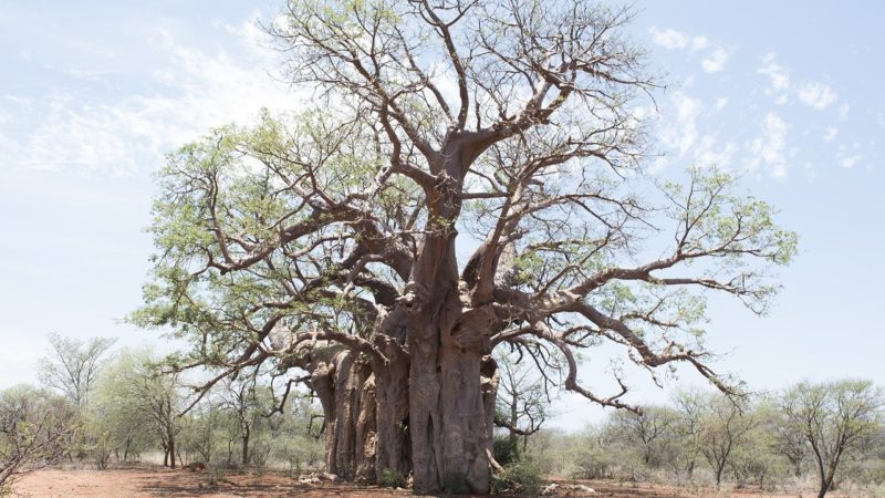  Iată cât de folositoare e pudra de baobab. O găsiți în magazinele naturiste