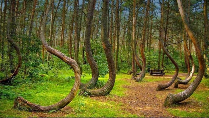 Pădurea bântuită Hoia Baciu, în Top 5 cele mai ciudate din lume. Aveți curaj să intrați în ea?