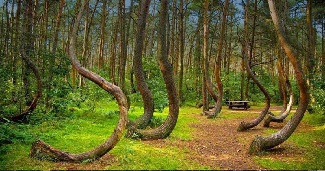 Pădurea bântuită Hoia Baciu, în Top 5 cele mai ciudate din lume. Aveți curaj să intrați în ea?