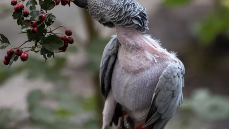 Un papagal a intrat în depresie după ce a fost separat de partener