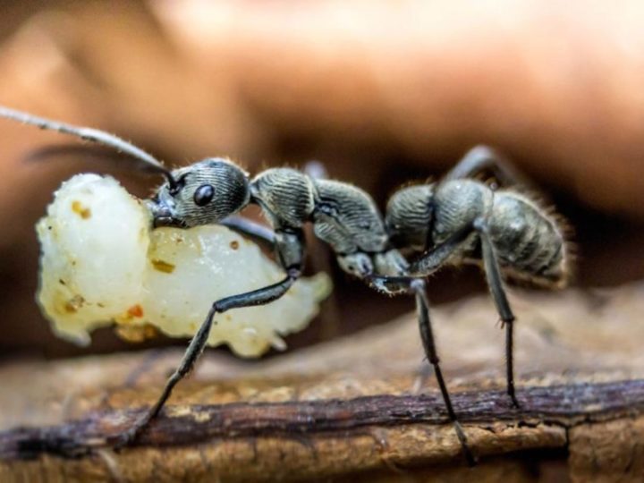 O colonie de furnici a făcut un spectacol de zile mari! Insectele cărau spre mușuroi ceva impresionant