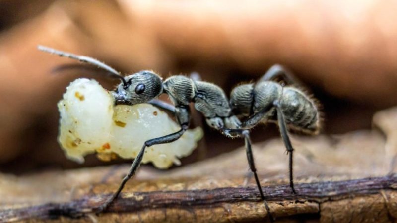 O colonie de furnici a făcut un spectacol de zile mari! Insectele cărau spre mușuroi ceva impresionant
