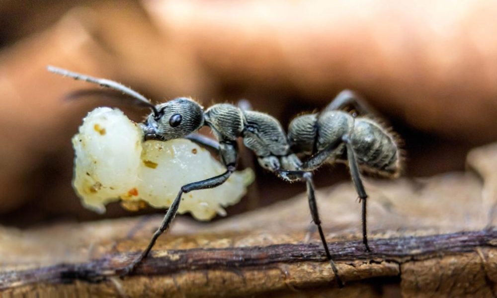O colonie de furnici a făcut un spectacol de zile mari! Insectele cărau spre mușuroi ceva impresionant