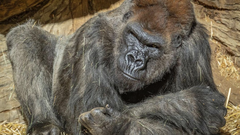Gorilele s-au îmbolnăvit de COVID-19. E primul caz la primate mari