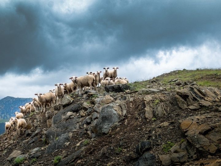 Povestea transhumanței păstorilor din Transilvania – primul documentar observațional