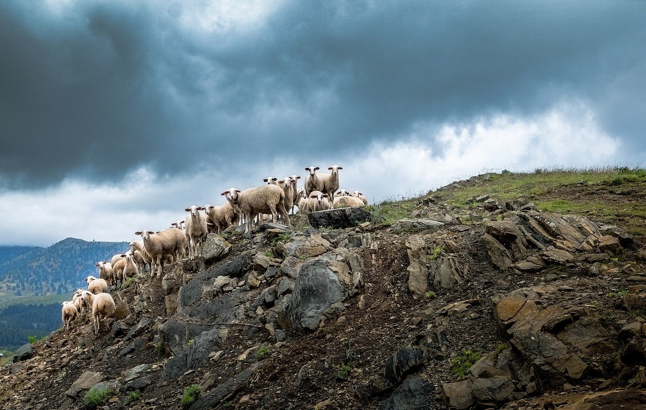 Povestea transhumanței păstorilor din Transilvania – primul documentar observațional