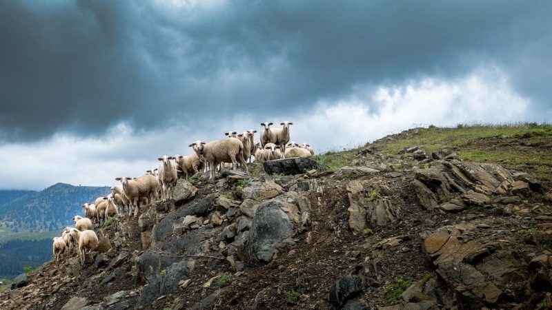 Povestea transhumanței păstorilor din Transilvania – primul documentar observațional