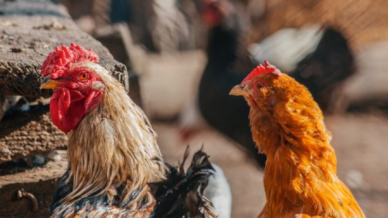 Asta ne lipsea! Epidemie de gripă aviară la om în Rusia