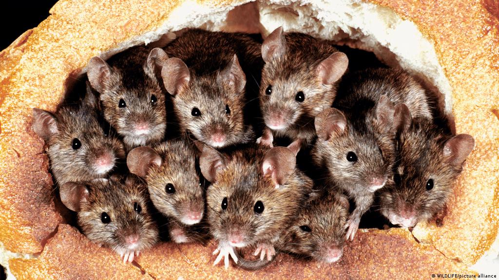 O „ciumă absolută” a șoarecilor devastează estul Australiei