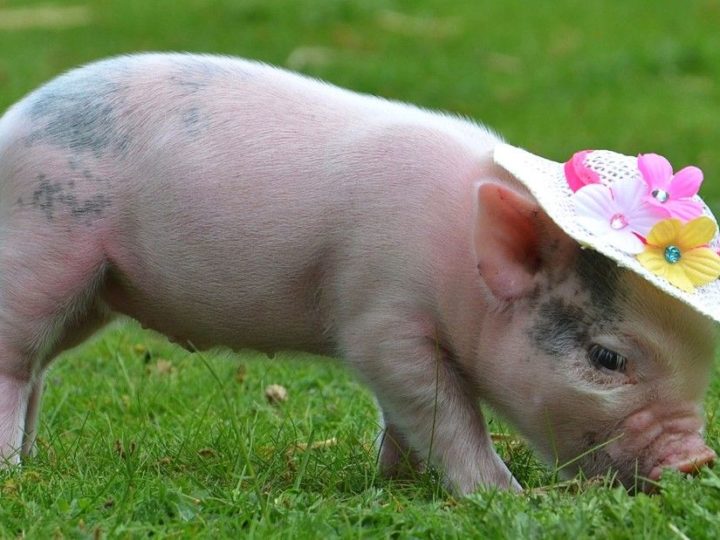 Afaceri trăznite: O femeie coase manual haine pentru porci. Cum arată piesele vestimentare