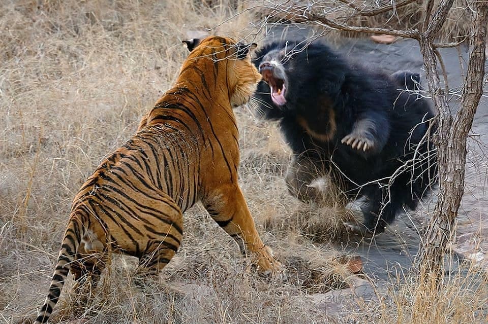 Scandal de proporții ursoaică tigri