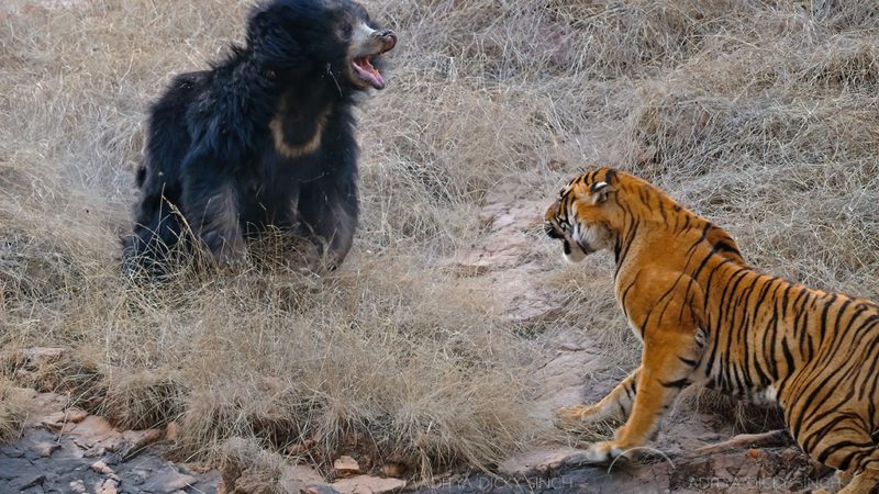Scandal de proporții între o ursoaică și doi tigri bengalezi. Cine a câștigat