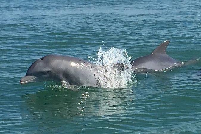 Delfini în Marele Canal din Veneția. Cum a fost posibil. VIDEO