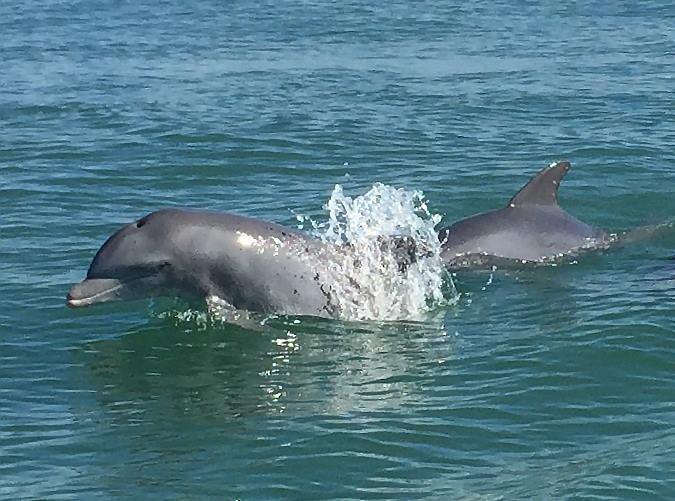 Delfini în Marele Canal din Veneția. Cum a fost posibil. VIDEO
