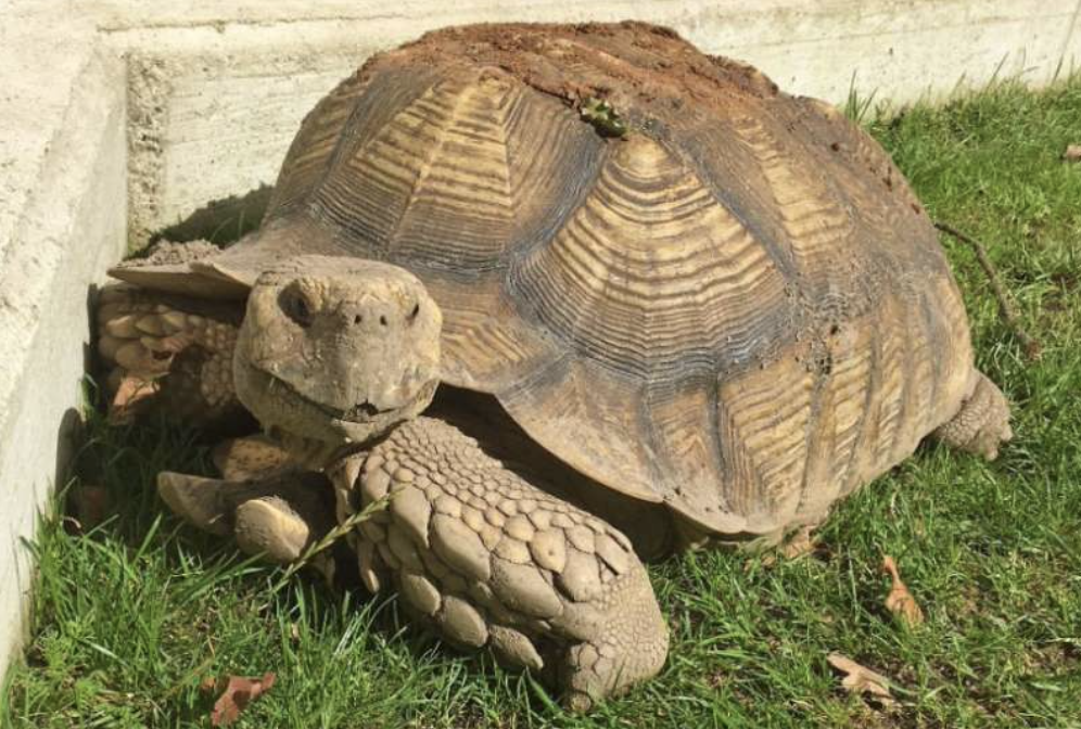 O broască țestoasă gigant a ajuns la fizioterapie. O durea umărul