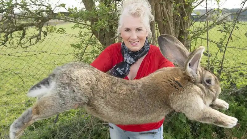 A dispărut cel mai lung iepure din lume. Poliția îl caută, proprietara e disperată. FOTO