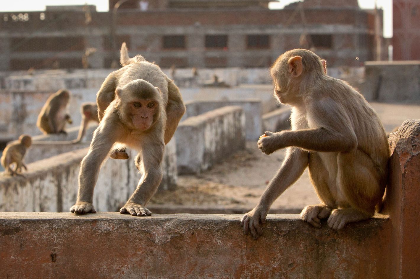 Maimuțele au suferit o evoluție halucinantă. Oamenii au deja mari probleme în apropierea lor