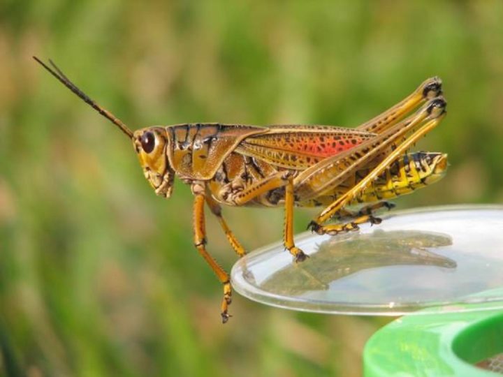 Poftă bună! Viermi și insecte în meniul europenilor. Comisia Europeană a luat decizia și amai adăugat un produs