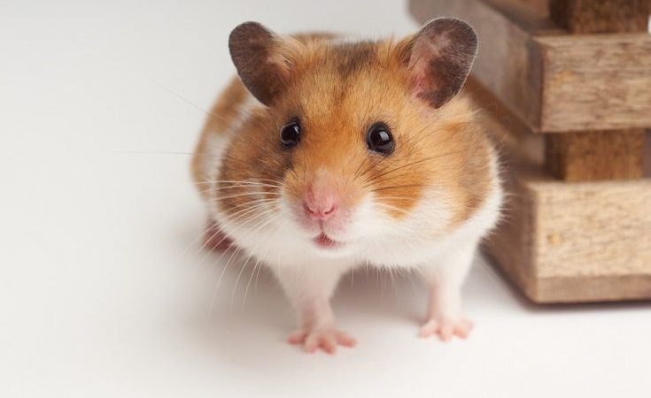 Cele mai ciudate lucruri despre hamster. Nici nu vă închipuiți câți kilometri poate alerga într-o noapte!
