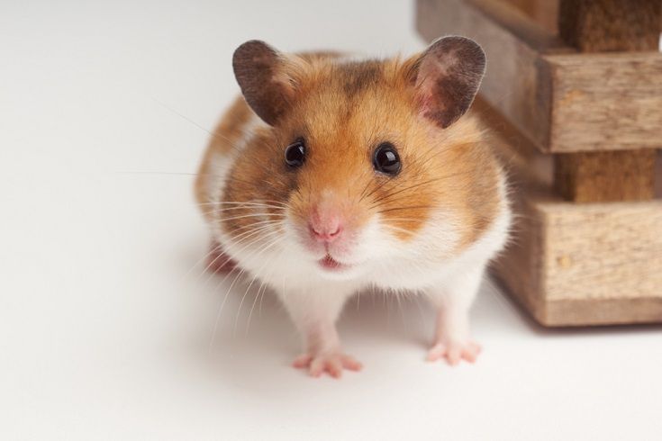Cele mai ciudate lucruri despre hamster. Nici nu vă închipuiți câți kilometri poate alerga într-o noapte!