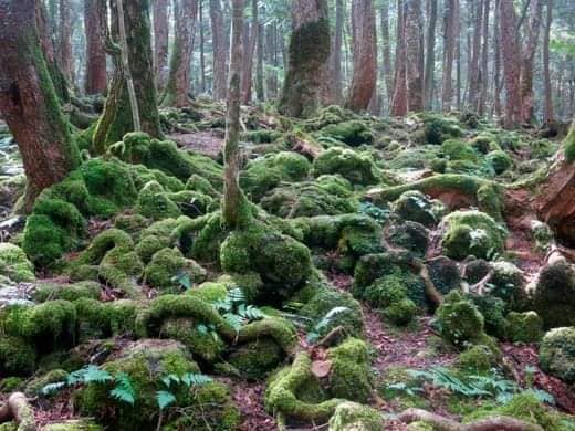 Pădurea sinucigașilor, cea mai bântuită locație din Japonia