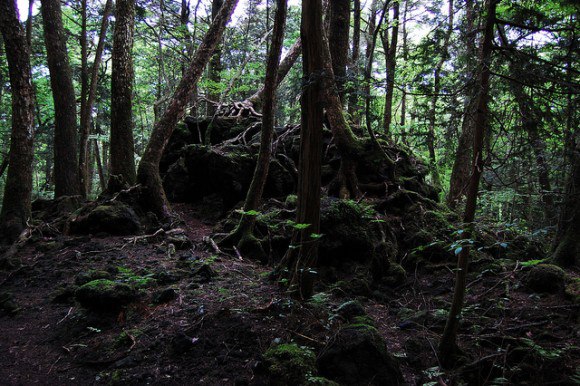 Aokigahara Jukai - sau Marea de copaci, în traducere - este de decenii „teatrul” a numeroase morţi misterioase, sinucideri şi dispariţii. A fost denumită „pădurea sinucigașilor” și este considerat cel mai bântuit loc din Japonia. 
