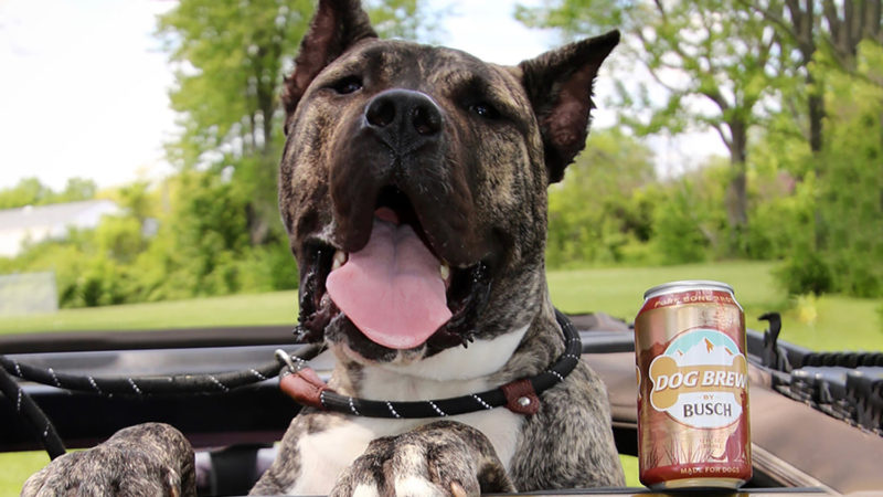 Un cățel abandonat a ajuns degustător de bere canină. Iată imaginile virale. FOTO