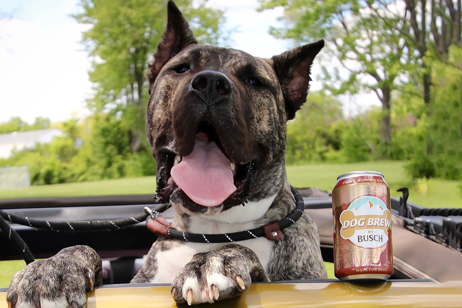 Un cățel abandonat a ajuns degustător de bere canină. Iată imaginile virale. FOTO