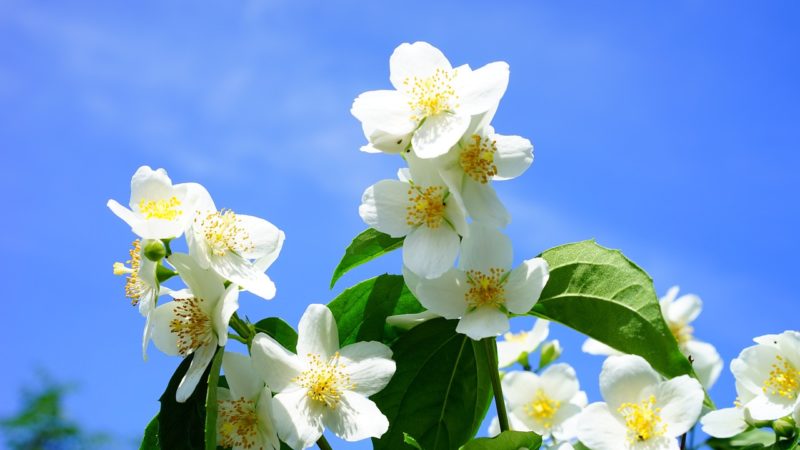 Legenda iasomiei. Floarea miracol din grădină