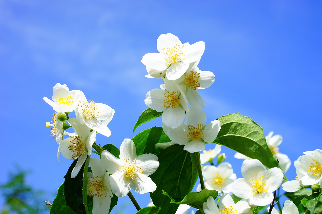 Legenda iasomiei. Floarea miracol din grădină