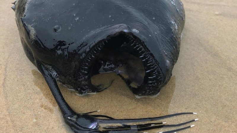 Un monstru din adâncuri a ieșit la suprafață. A apărut pe o plajă din California