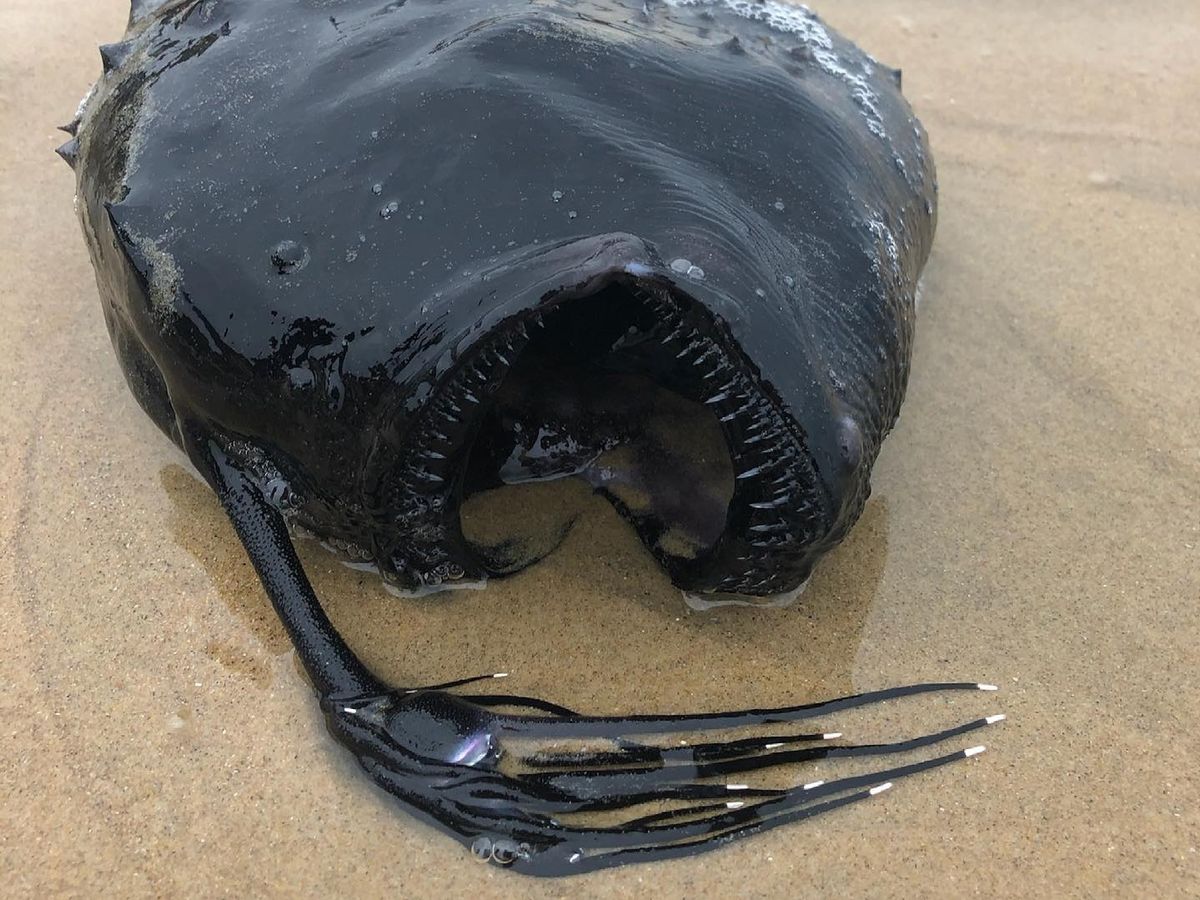 Un monstru din adâncuri a ieșit la suprafață. A apărut pe o plajă din California