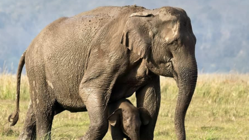 Turma cu elefanți rebeli a făcut pagube uriașe. Animalele se apropie de o zonă cu milioane de locuitori. VIDEO 