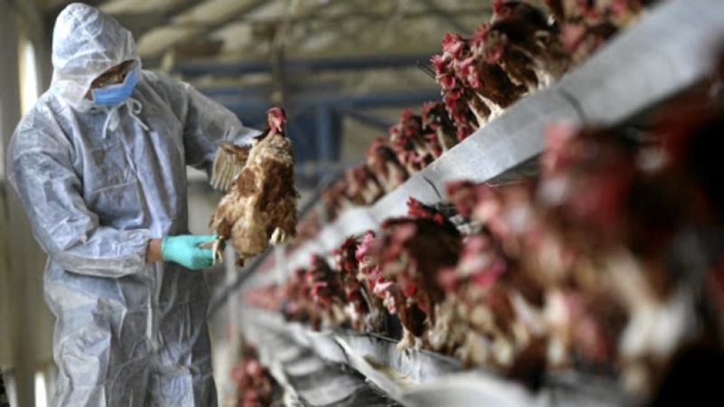 Primul caz de infecție cu gripă aviară la om, în China. Alertă de sănătate