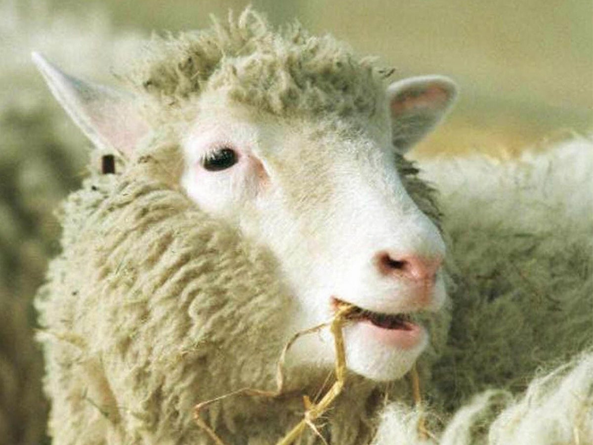 Oaia Dolly, controversata istorie a primului animal clonat. De ce a fost botezată după Dolly Parton