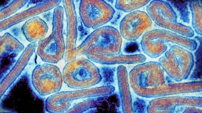 Un virus nou face ravagii în Africa. Mortalitatea este alarmantă